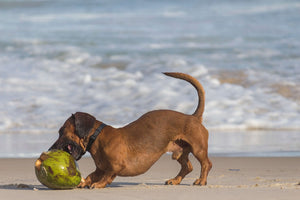 Coconut Oil Good For Dogs: Relieves your Pet's Health Problems in a Few Weeks